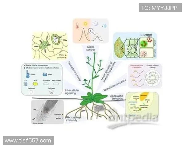 广州排球队防守策略解析与战术创新探讨